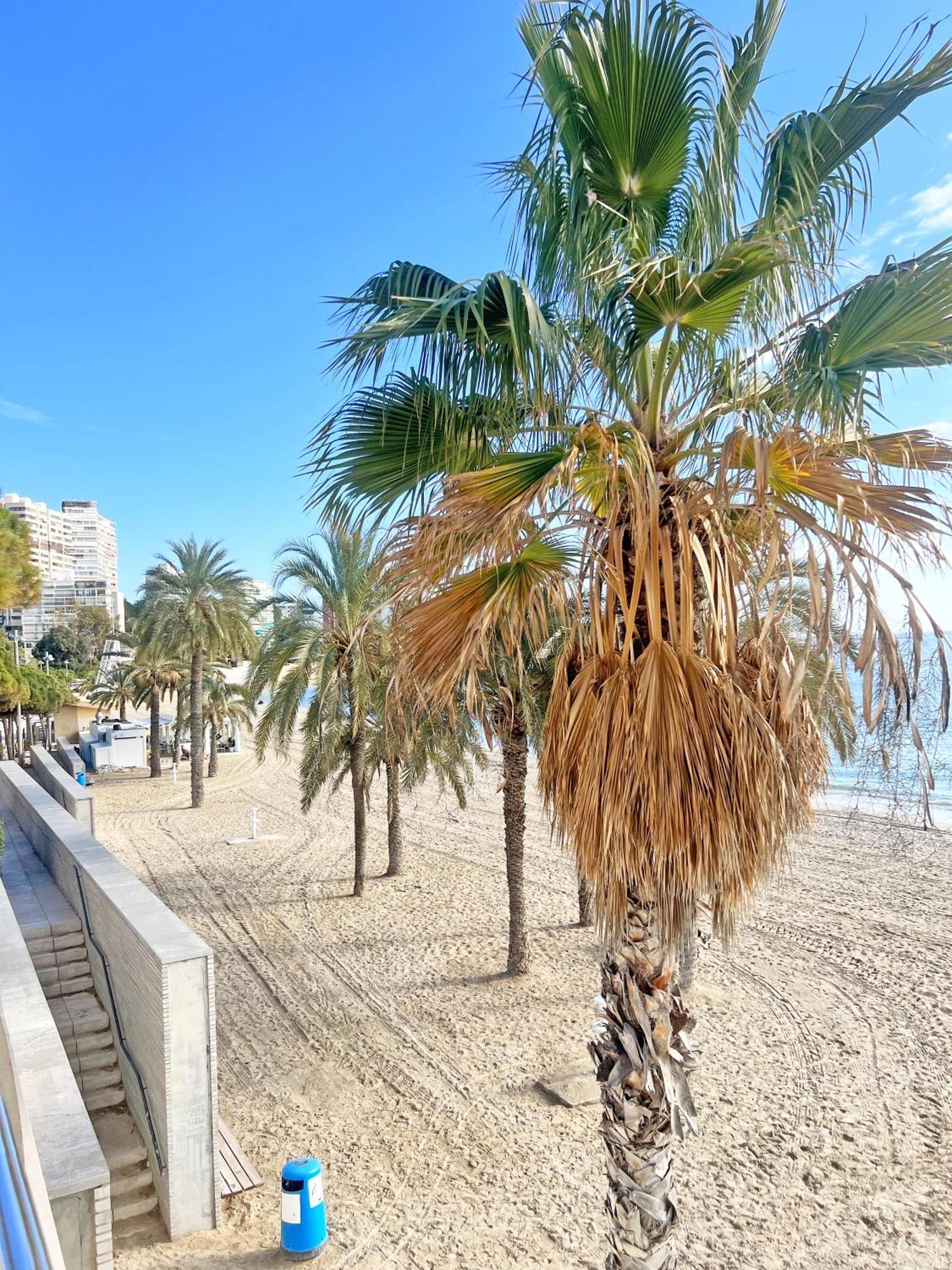 A 100M De La Playa. 2 Hab. A/C Lägenhet Alicante Exteriör bild